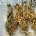 wild ginseng root tea